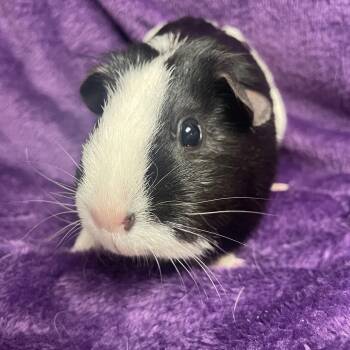 Rescue Guinea Pig Guinea Pigs for Adoption in Edinburg, Pennsylvania - Adeline: Sponsored!! | PetCurious